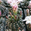 Gymnocalycium bruchii