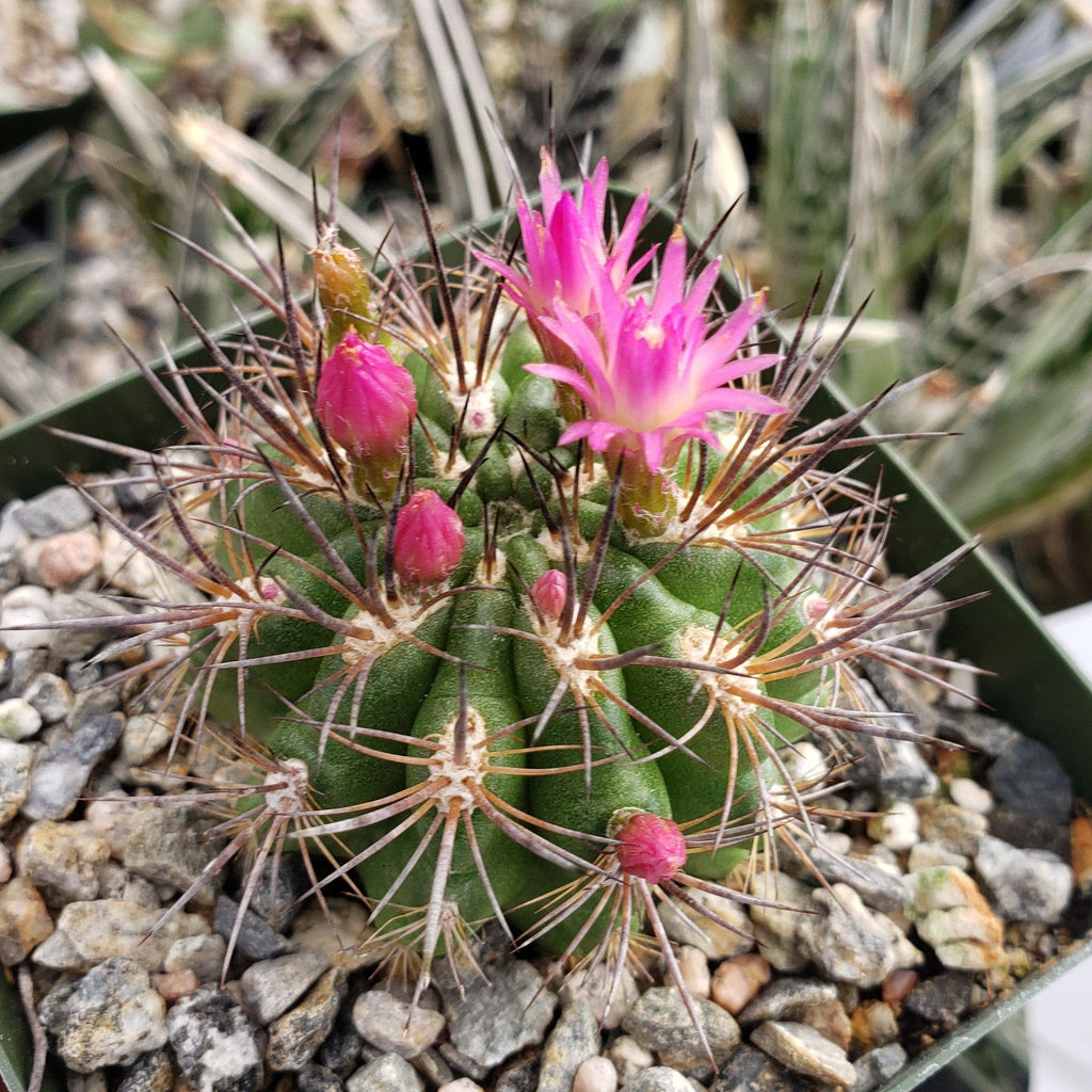 Neochilenia wagenknechtii