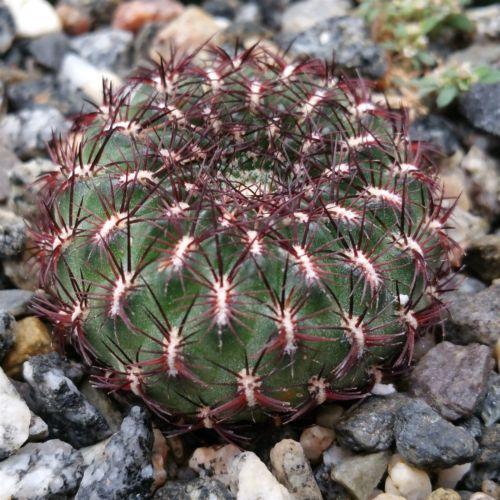 Sulcorebutia mentosa