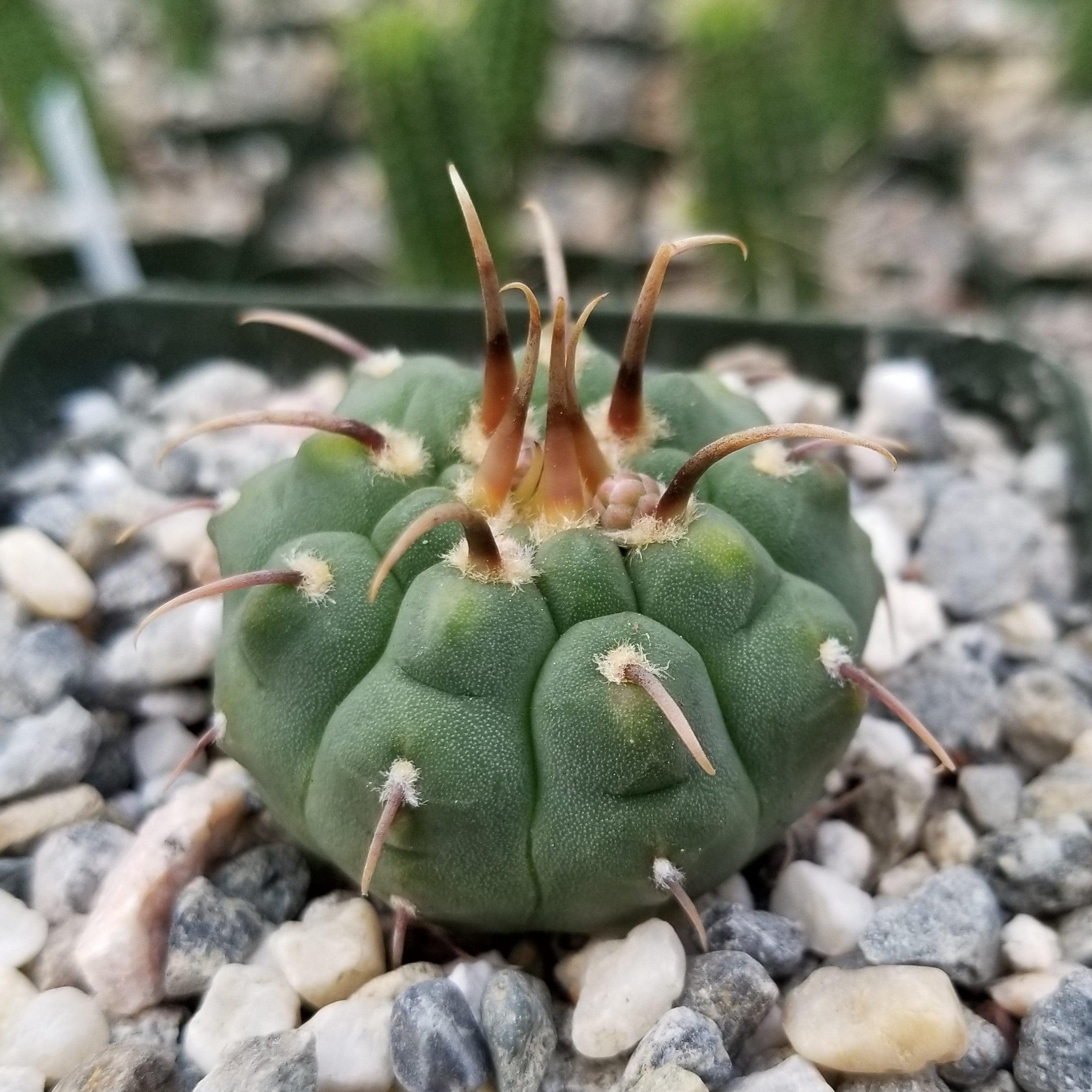 Gymnocalycium vatteri paucispinum