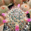 Mammillaria microhelia