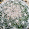 Mammillaria candida