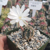 Pygmaeocereus bylesianus