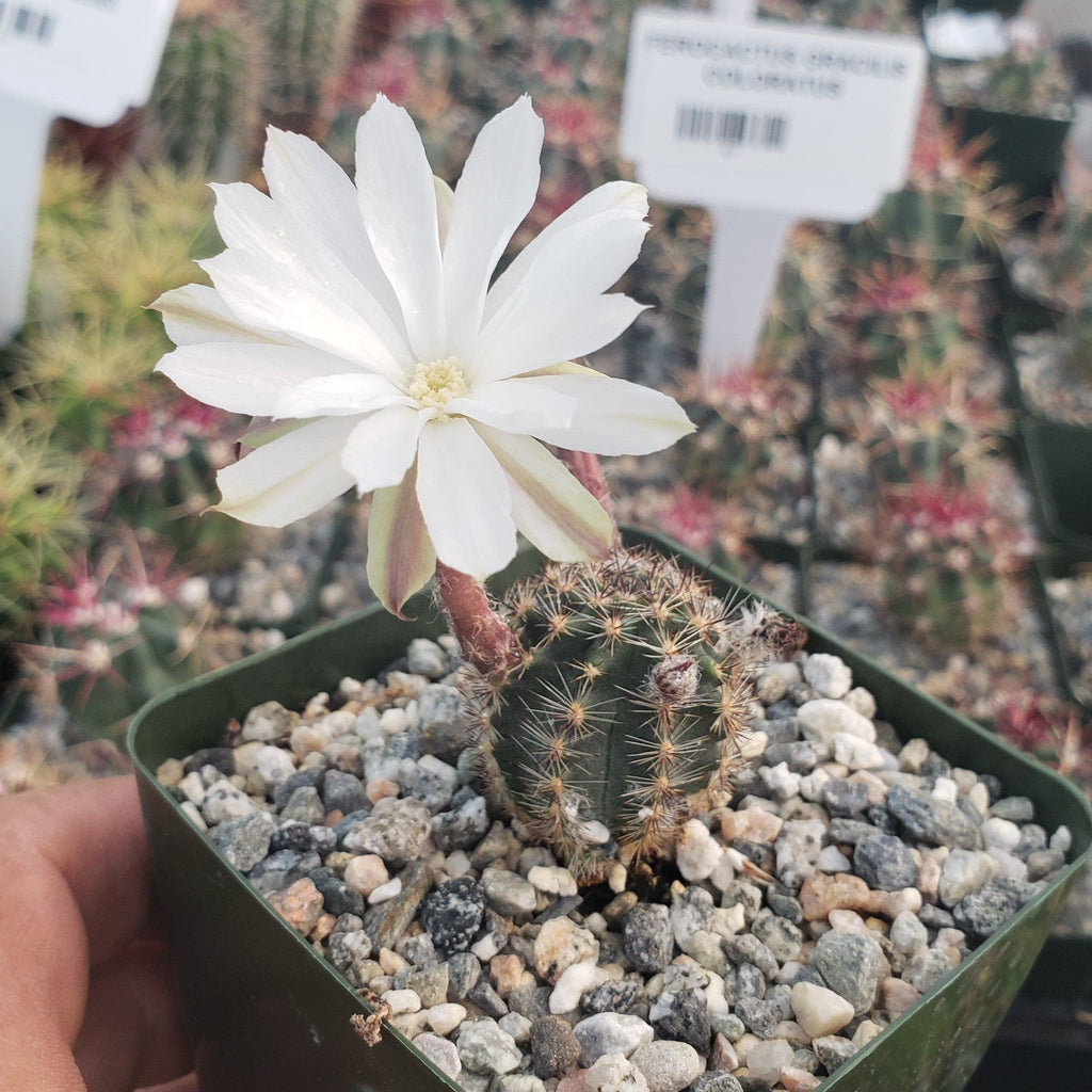 Pygmaeocereus bylesianus