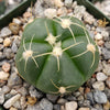 Gymnocalycium buenekeri