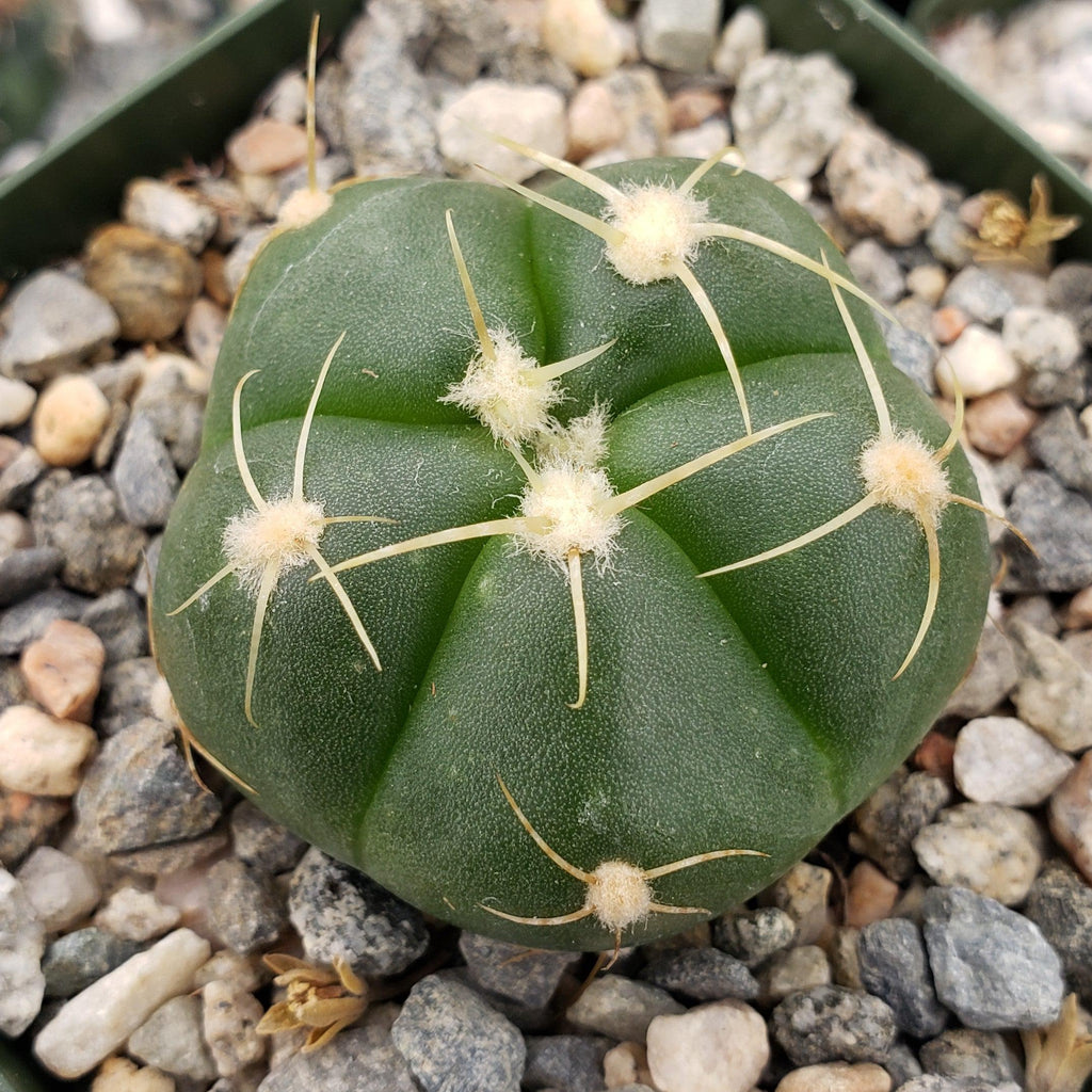 Gymnocalycium buenekeri