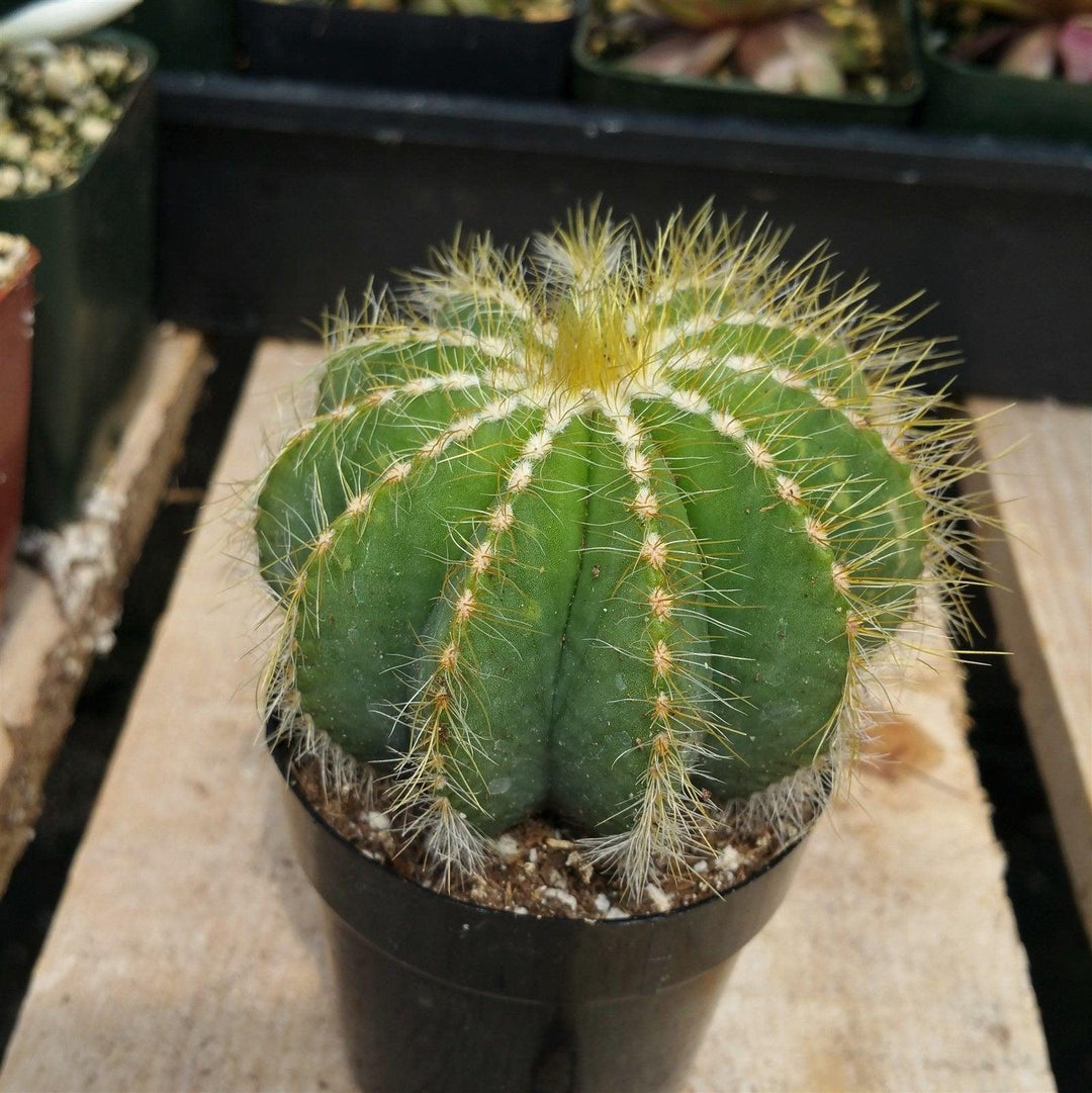 E254 - Parodia magnifica - Ball Cactus high quality w/10 pups - Updated 6/6/2022