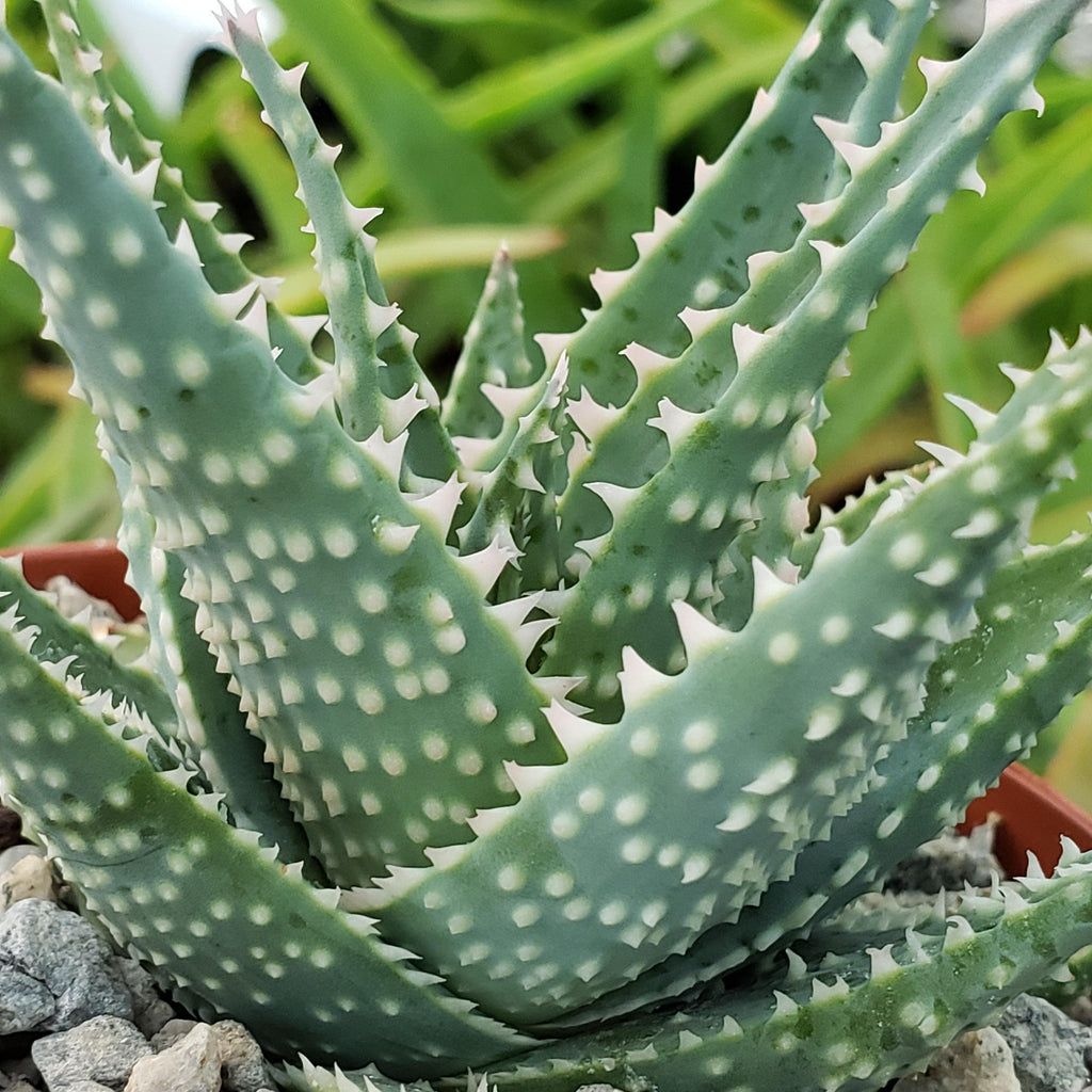Aloe jimmy little gator