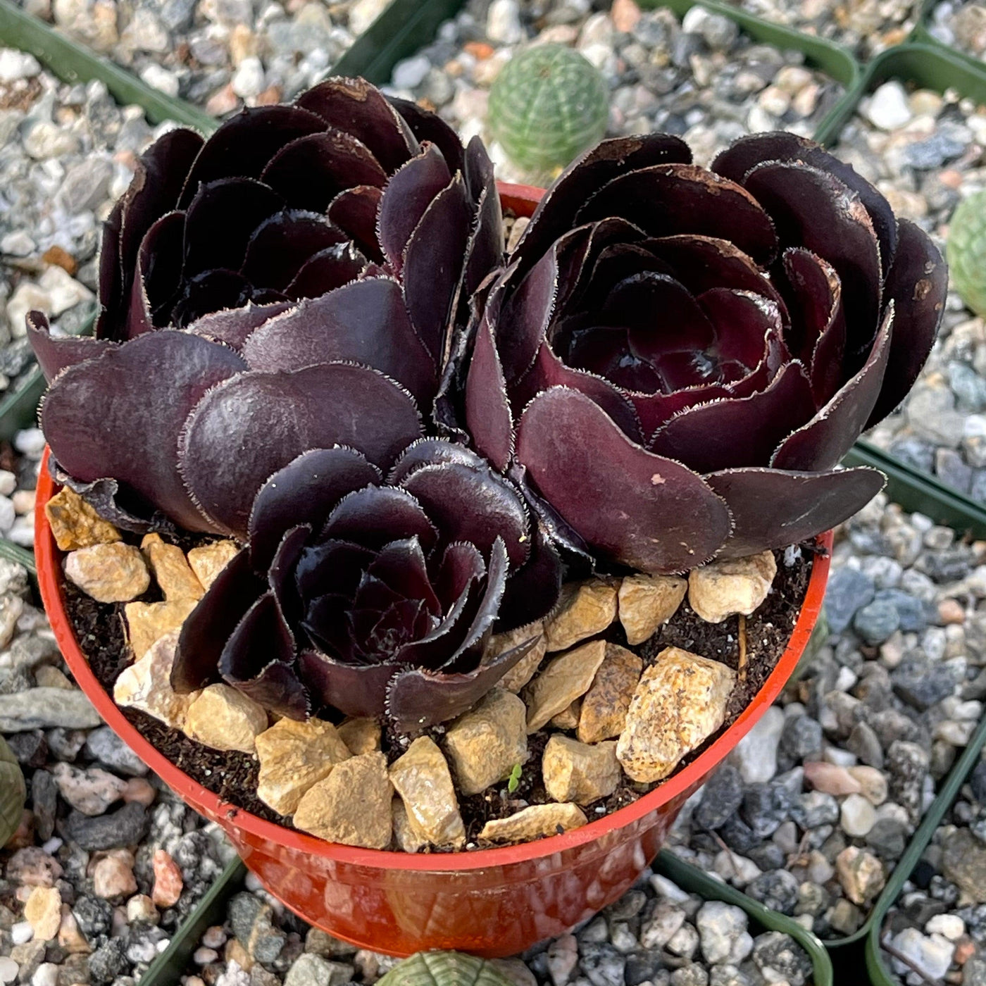 Purple Rose 'Aeonium arboreum Atropurpureum' -11