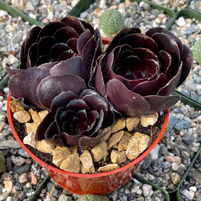 dark purple succulent name Purple Rose 'Aeonium arboreum Atropurpureum'