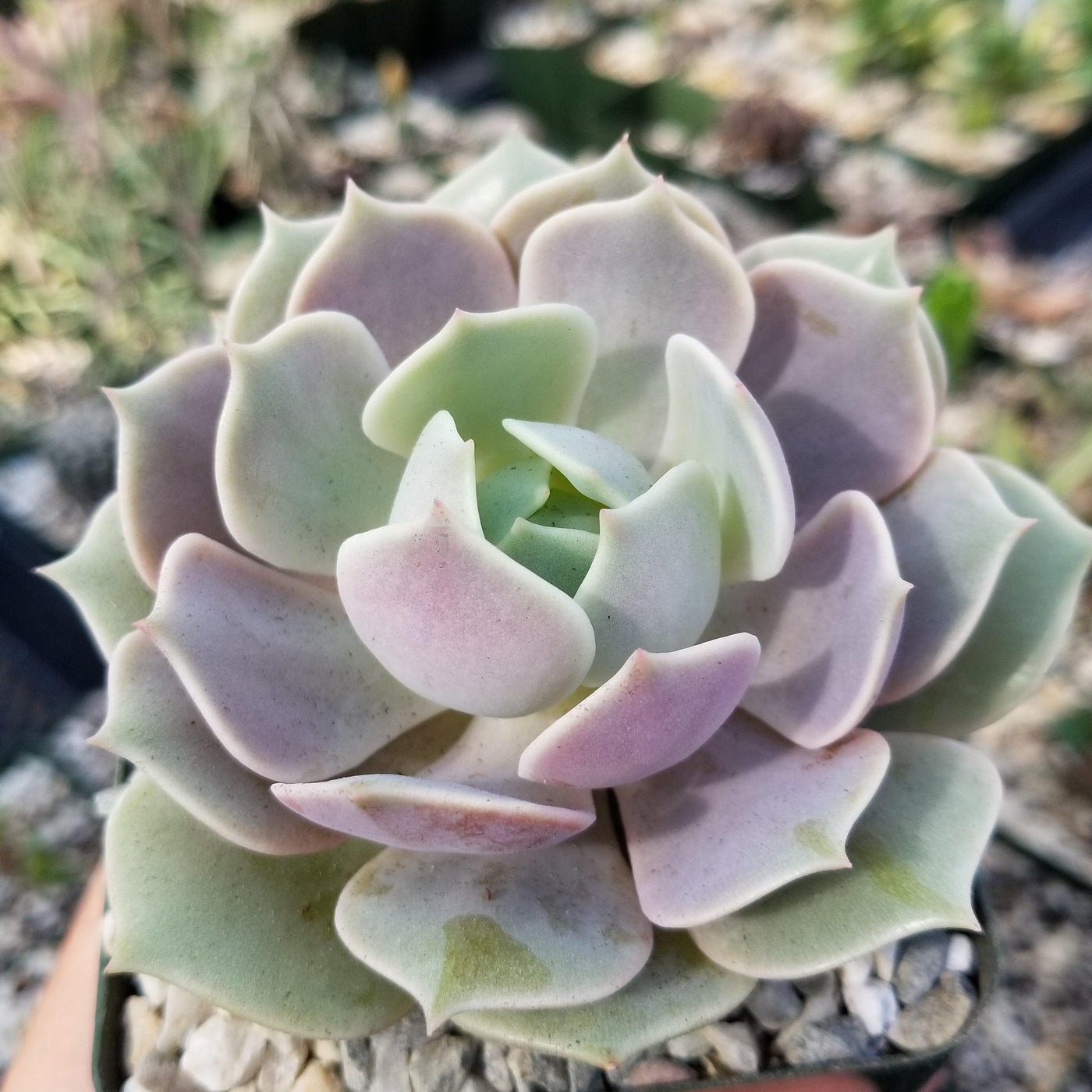 lola succulent Shop 'Echeveria Lola'
