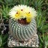 Notocactus or Parodia scopa