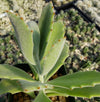 Kalanchoe Beharensis Roseleaf