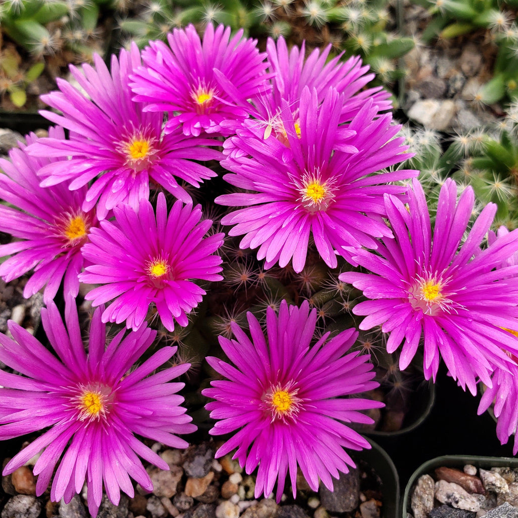 Trichodiadema densum