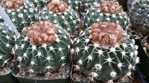 Wigginsia pauciareolatus