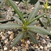 Pachypodium griquense