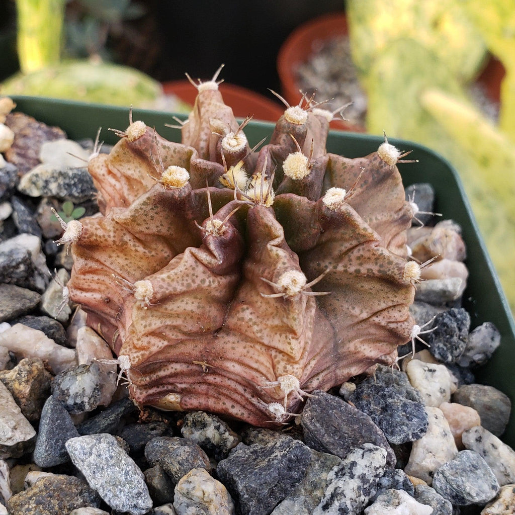 Gymnocalycium stenogonum
