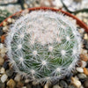 Mammillaria candida