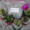 2 Quarts 1/4 Horticultural Cactus Succulent Bonsai Pumice Soil