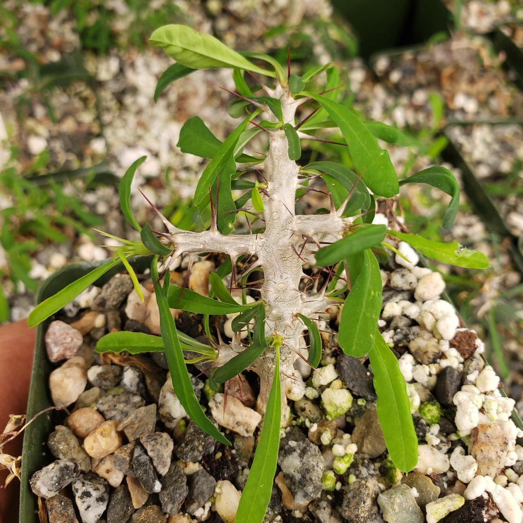 Euphorbia neobosseri
