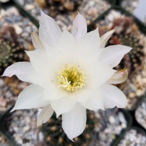 Lobivia or Echinopsis ancistrophora kratochviliana