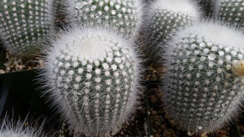 Notocactus rudibuenekeri albissimo