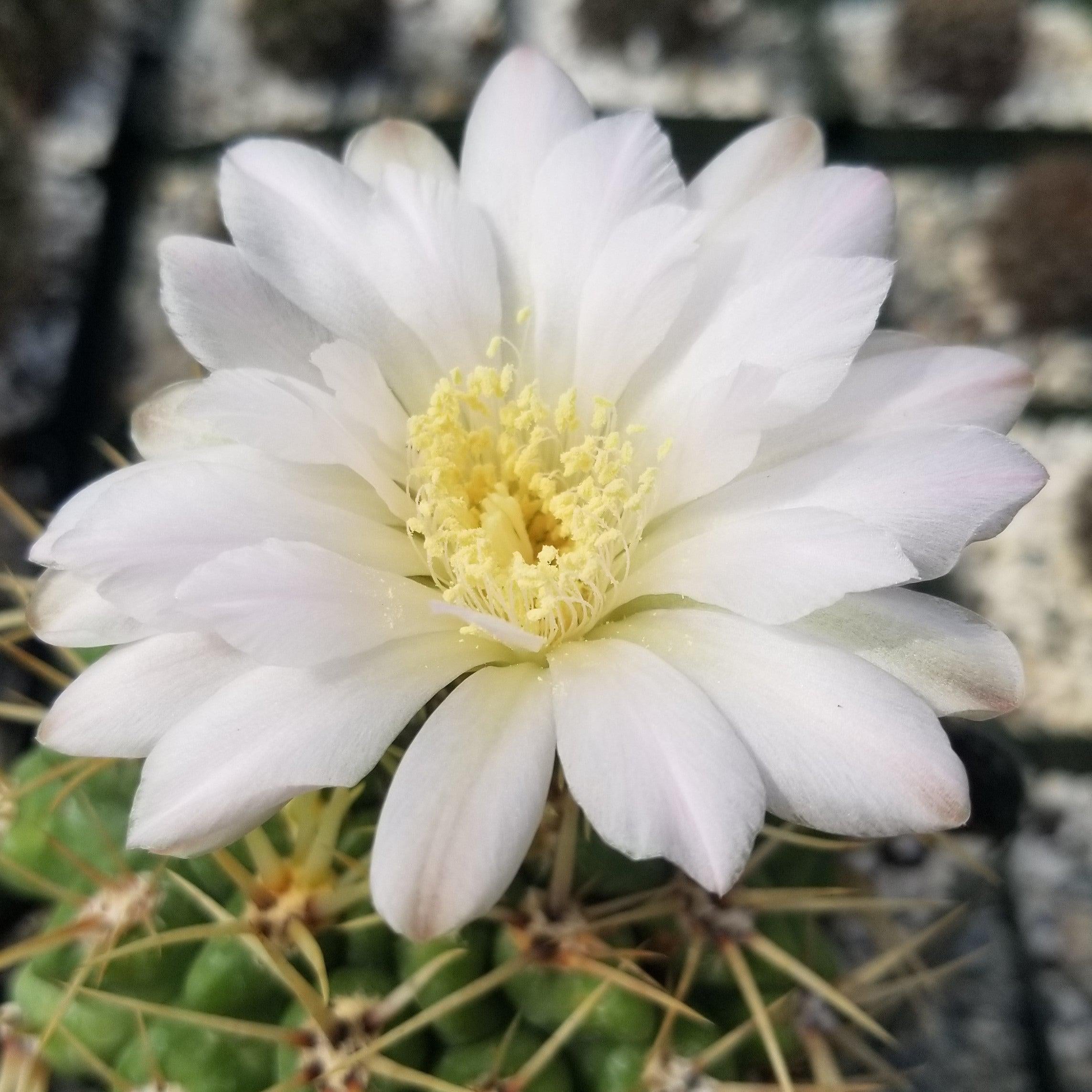 Gymnocalycium monvillei