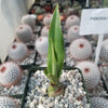 Furcraea foetida green