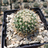 Mammillaria yucatanensis