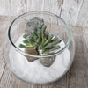 DIY succulent glass globe terrarium