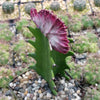 Grafted Euphorbia lactea crest