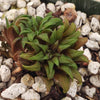 Haworthia parksiana