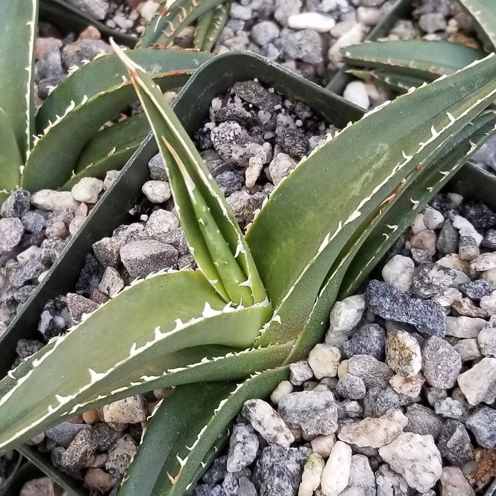 Agave triangularis Large