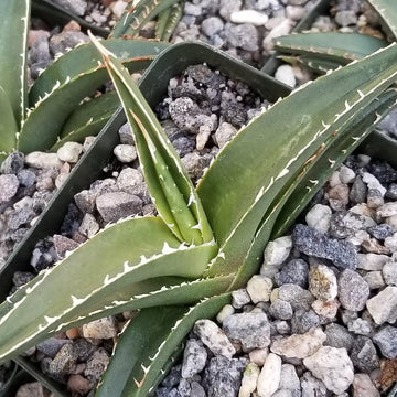 Shop For Agave Triangularis Succulent Online