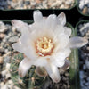 Gymnocalycium schreiteri