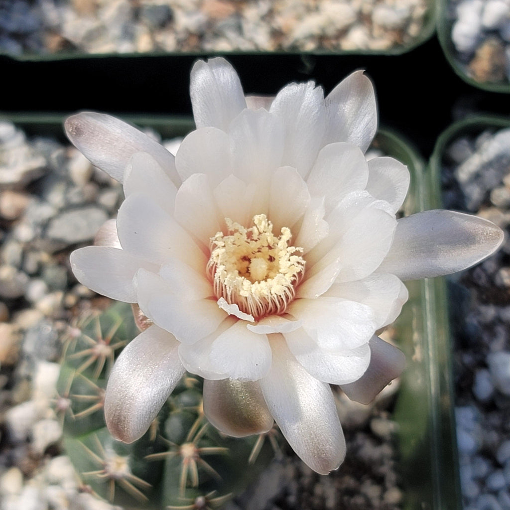 Gymnocalycium schreiteri
