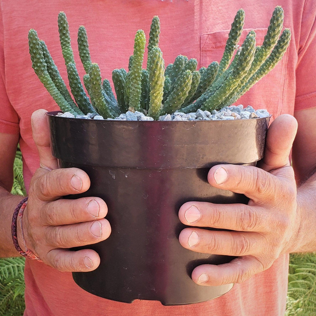 Euphorbia esculenta Large Specimen
