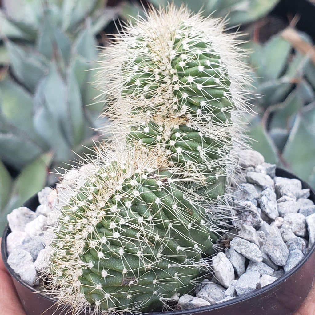 Neobuxbaumia polylopha cristata