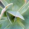 Echeveria Blue Sky