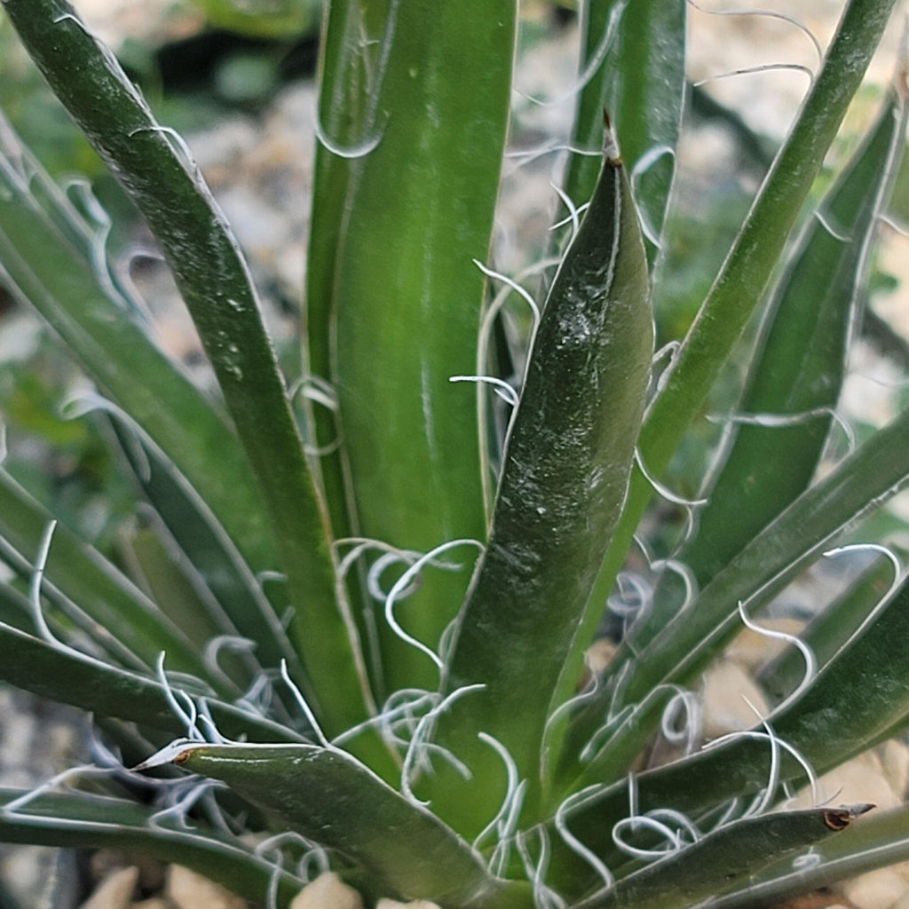 Agave filifera schidigera