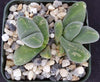 Gibbaeum dispar mesembs