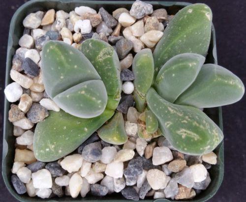 mesembs succulents Gibbaeum dispar mesembs