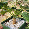 Pelargonium cotyledonis