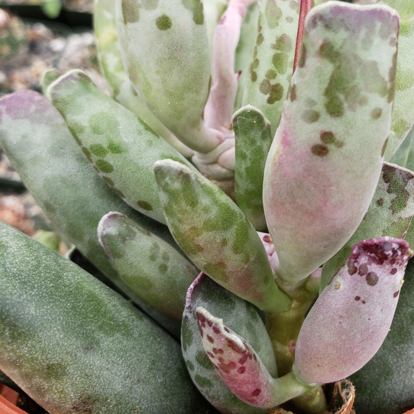 plover eggs succulent Adromischus festivus