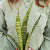 Mother in Law Plant ‘Sansevieria trifasciata’ Snake Plant