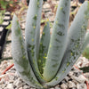 Aloe claviflora