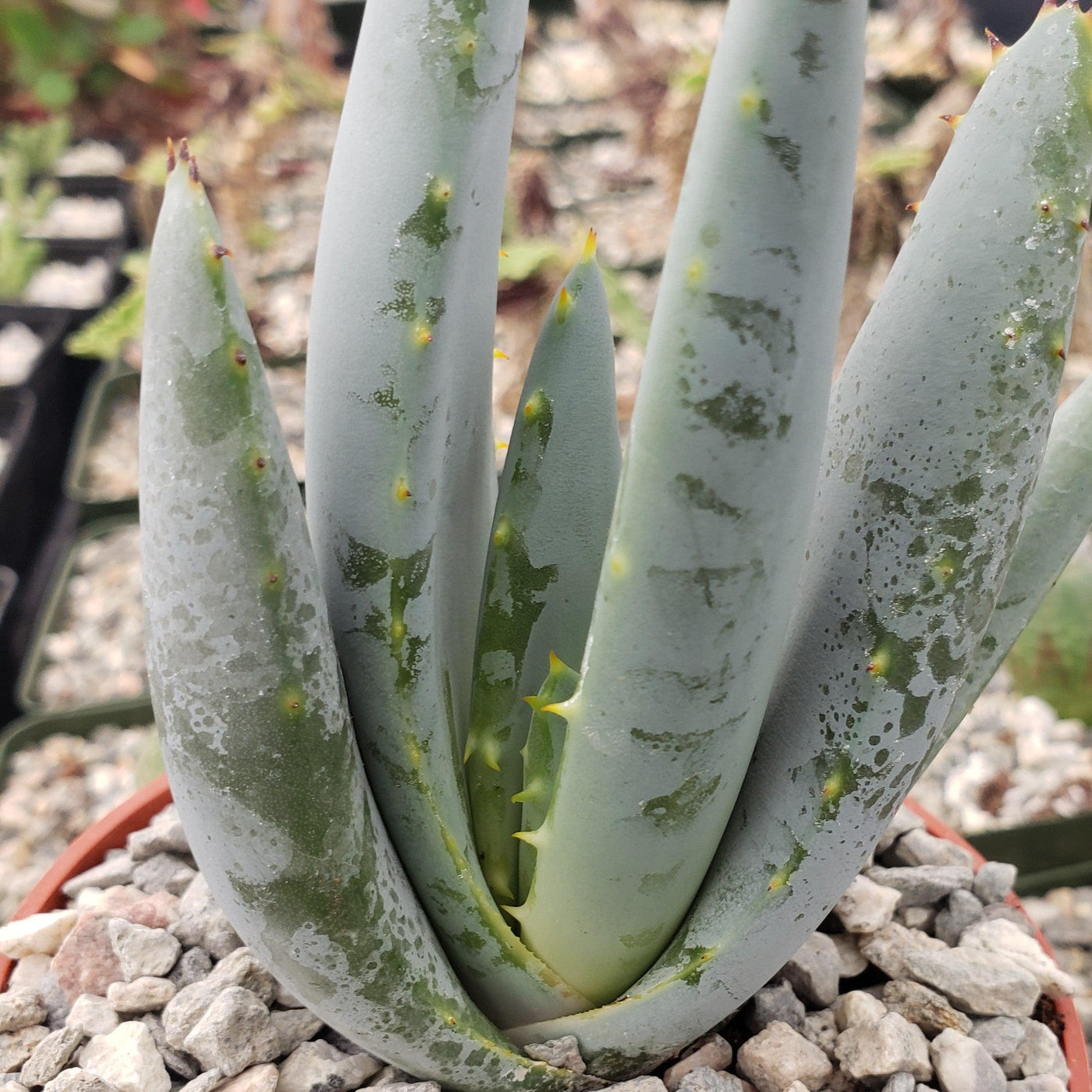 gray aloe vera plant Well-Known Aloe claviflora Succulent