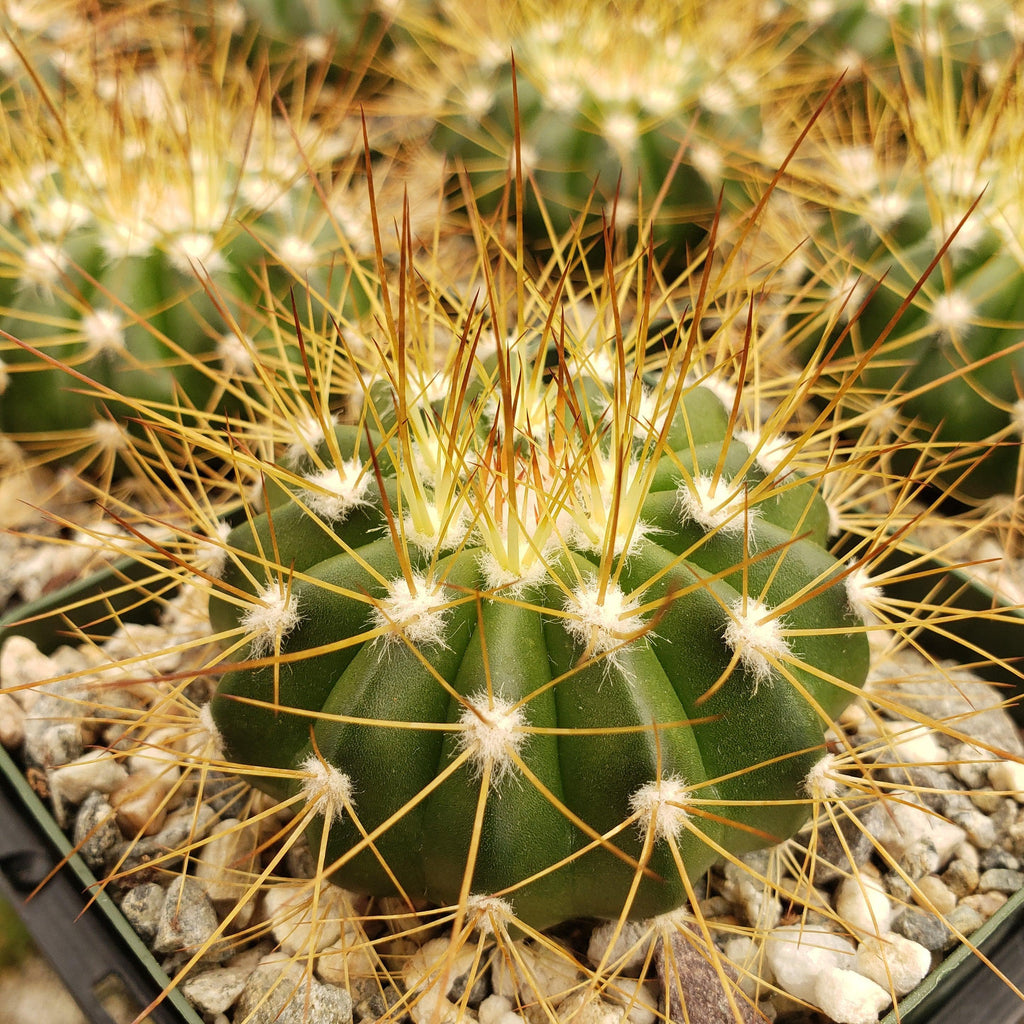 Buiningia brevicylindrica var. longispina