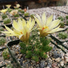 Mammillaria sphaerica