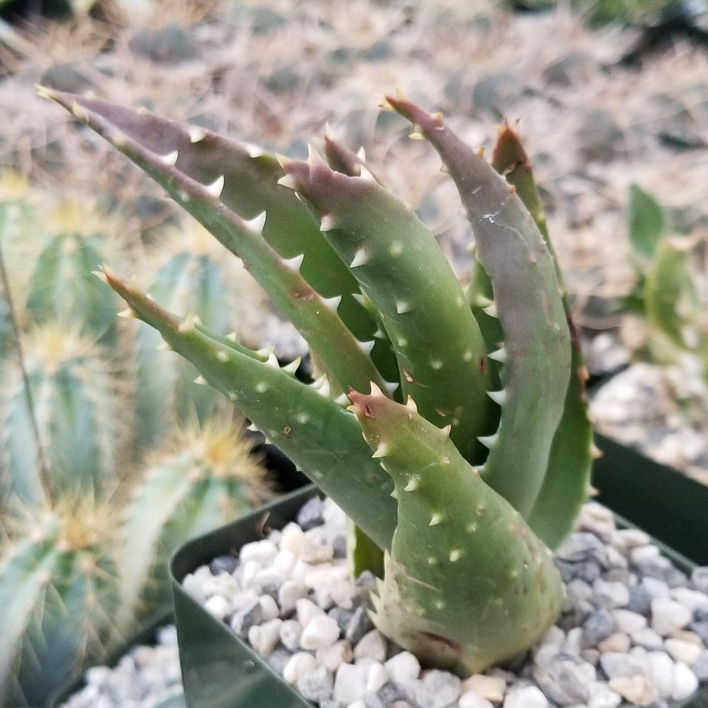 Aloe t-rex